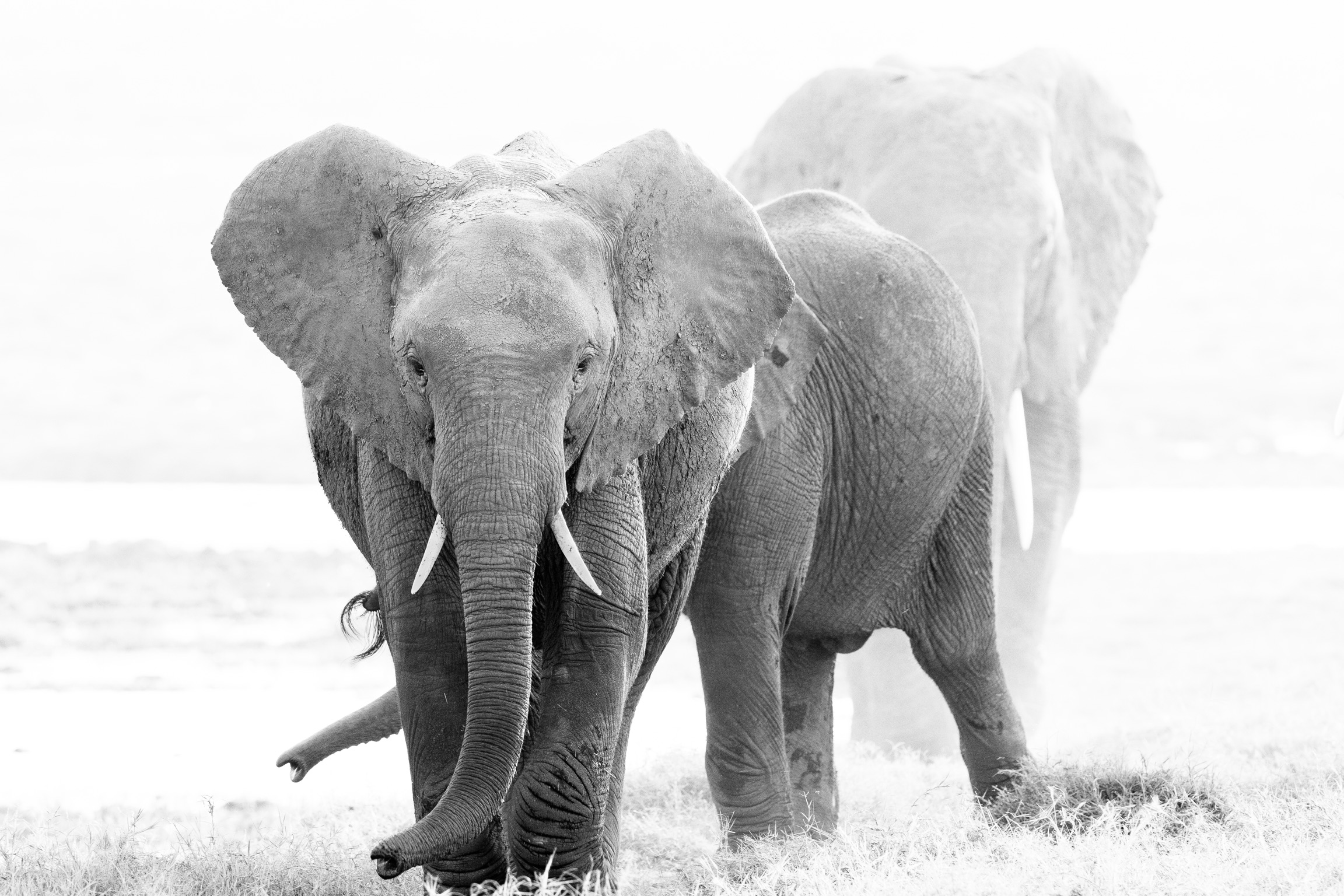 Famiglia di elefanti, Amboseli, Kenya 2018