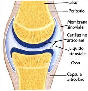 Effetti dei campi elettromagnetici pulsati sulla cartilagine ialina articolare