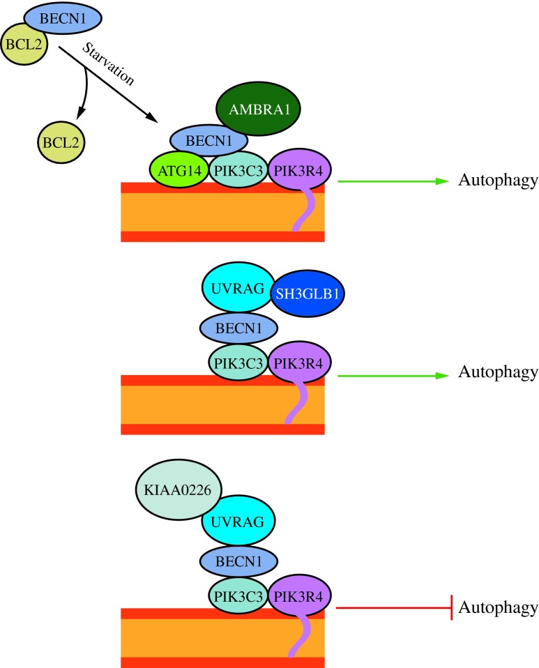 fig-4jpg