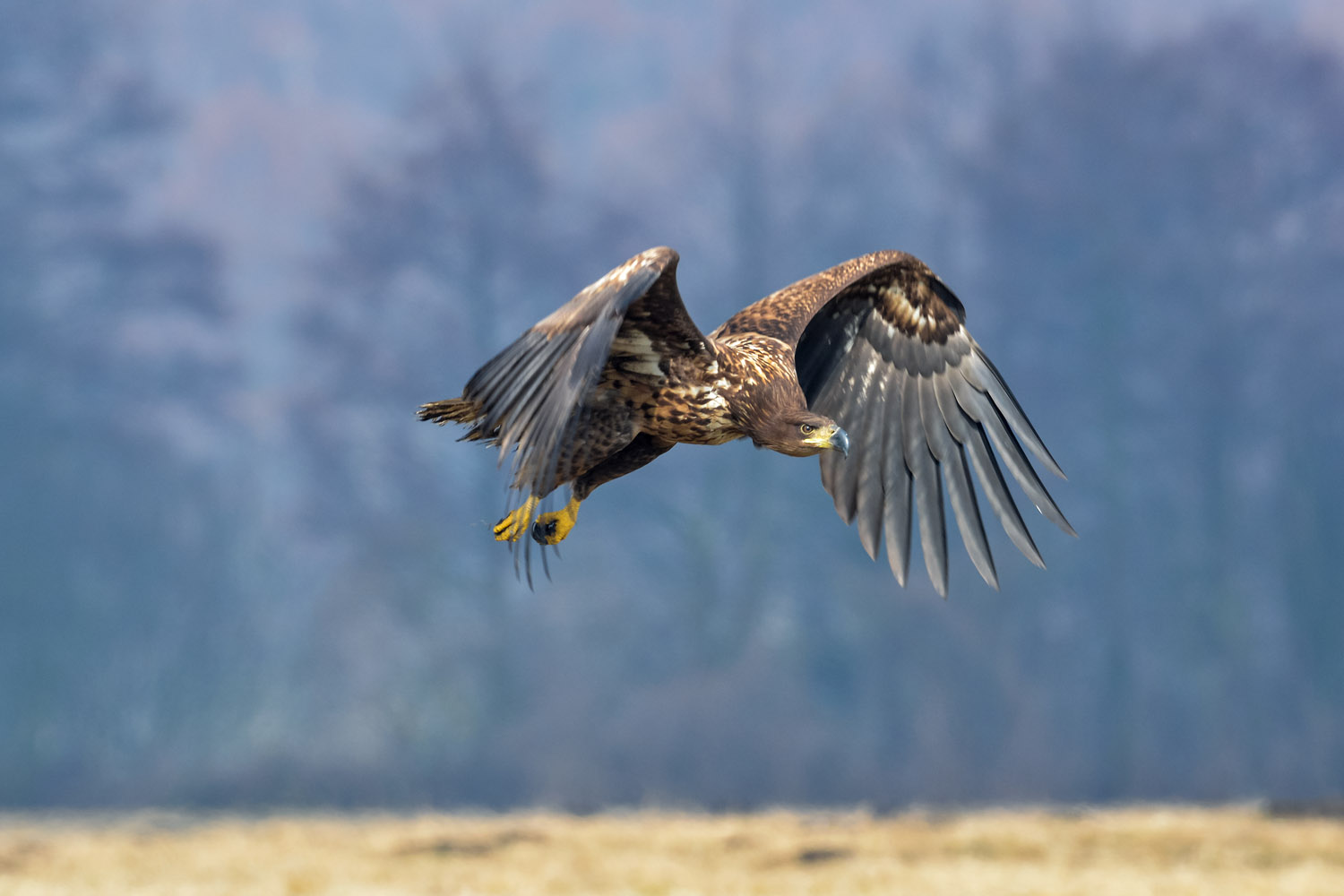 White-tailed Eagle, Polonia, Poland