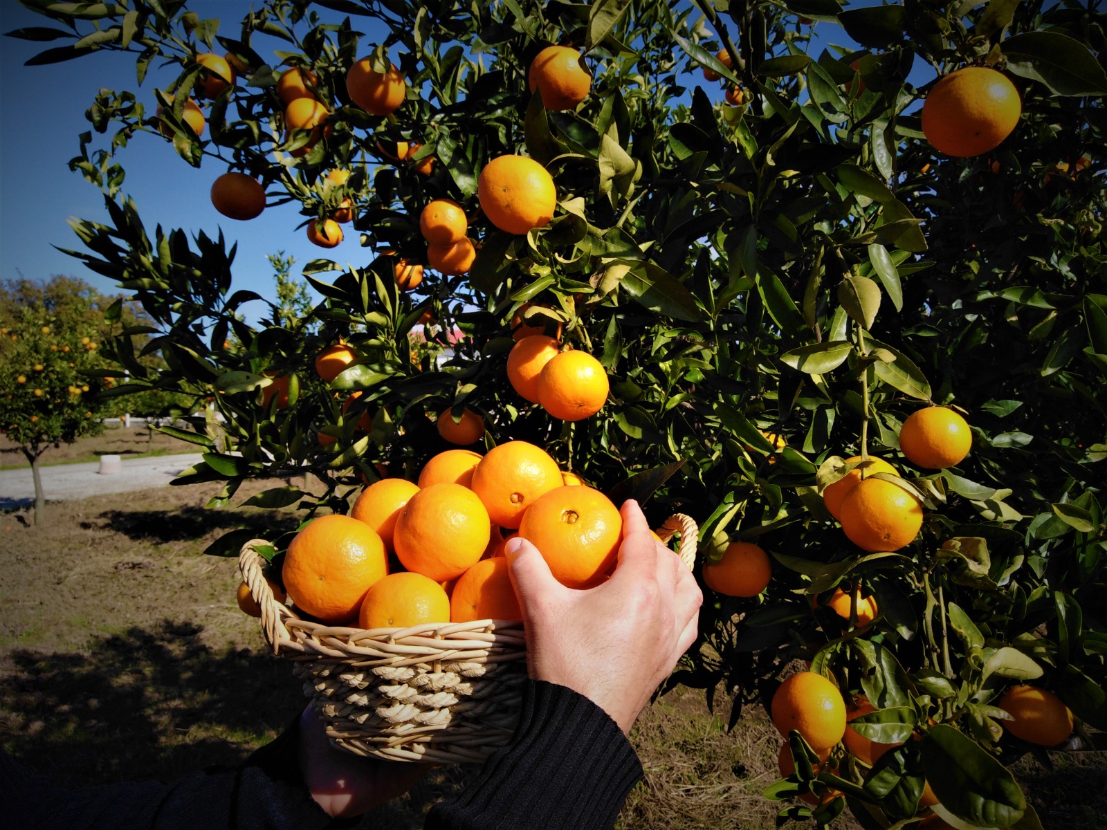 Mandarini Tangelo Nova - spedizione in tutta Italia