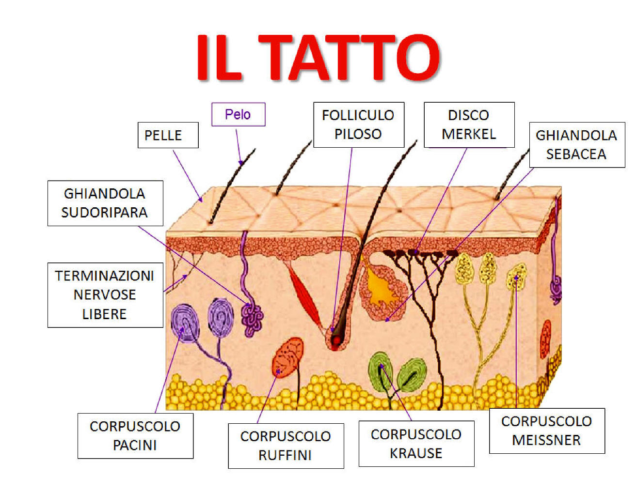 tatto-corpuscoli-del-tattojpg
