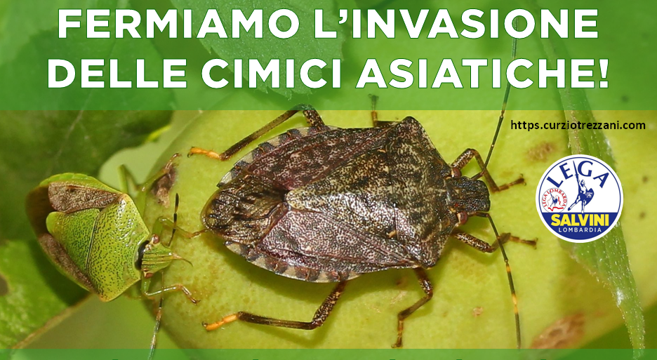 CIMICI ASIATICHE, TREZZANI (LEGA): “BENE INTERVENTO DI REGIONE LOMBARDIA, SALVAGUARDIAMO LA NOSTRA AGRICOLTURA”