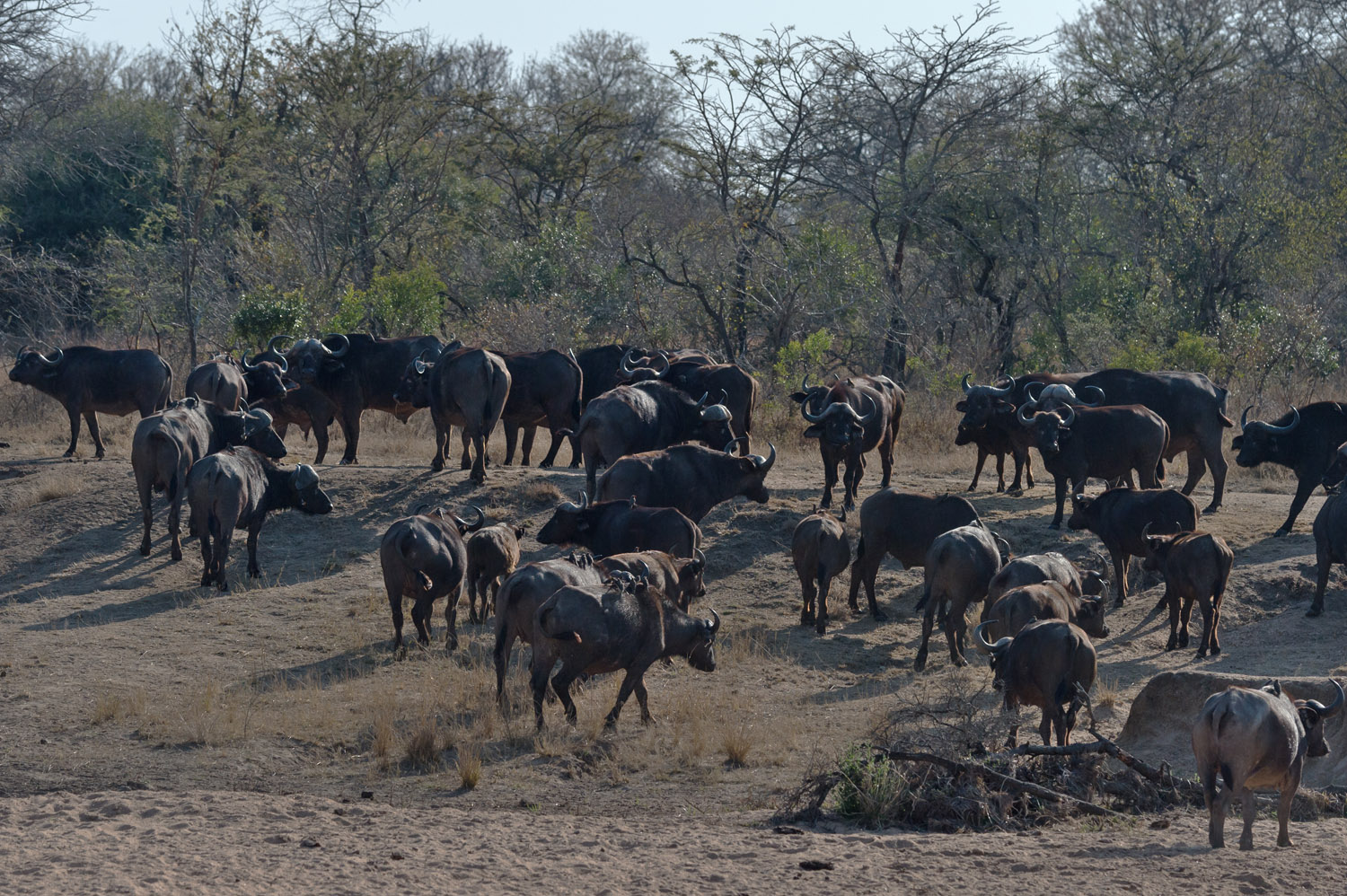 African Buffalos, Kruger NP