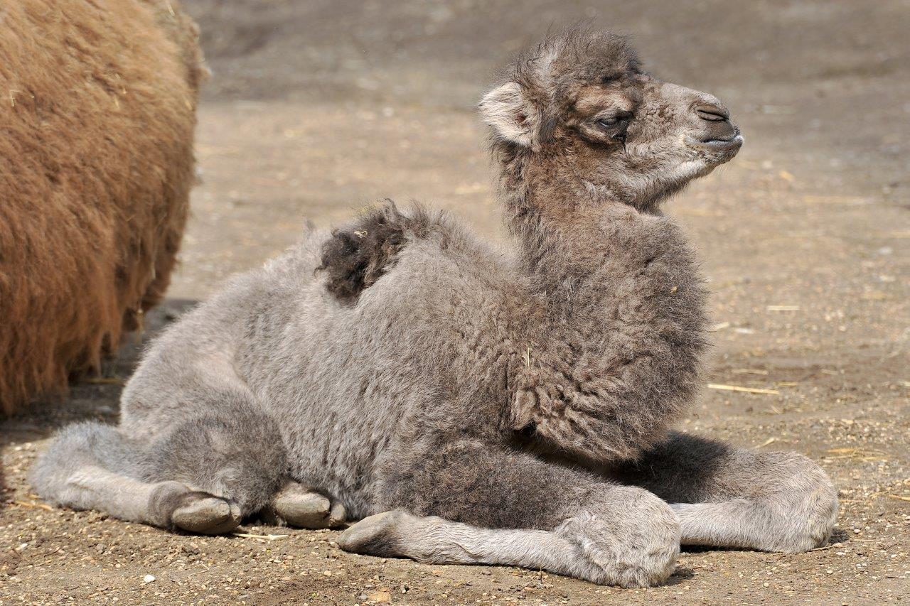Nuovi nati al Bioparco: una cammellina tre suricati e due pinguini