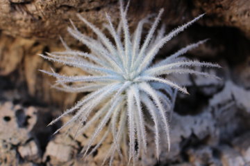 Tillandsia tectorum v. snow