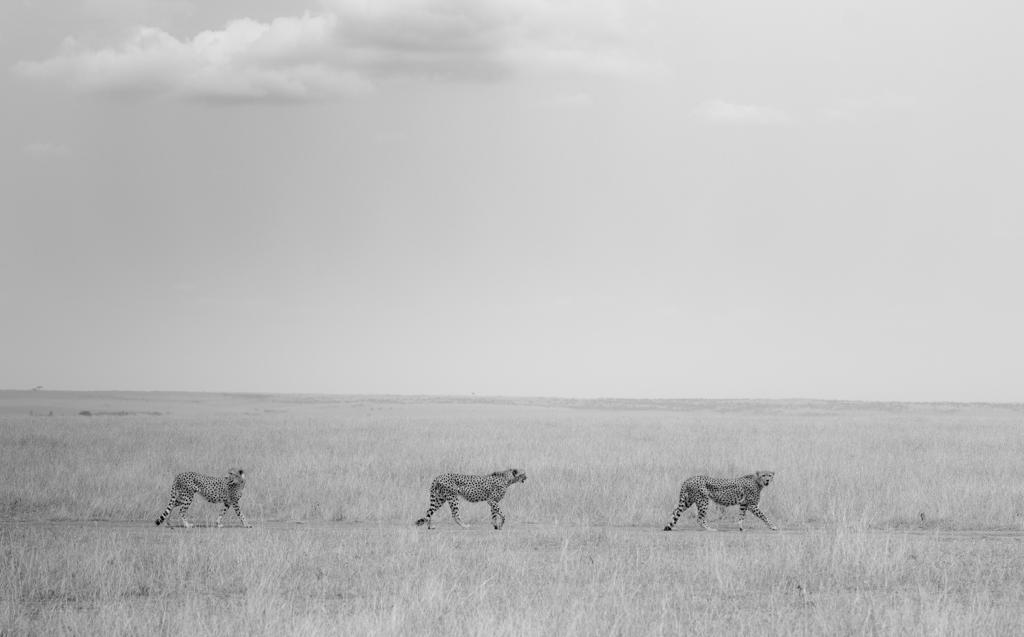 Uno, due e tre, Masai Mara kenya 2018