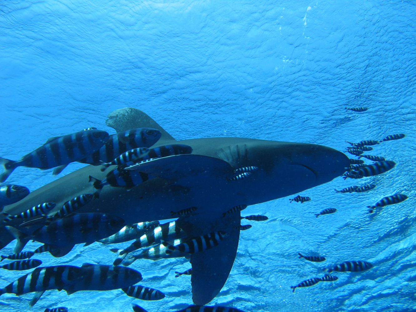 Scorta di pesci pilota - Naucrates ductor - su squalo  - Carcharhinus longimanus