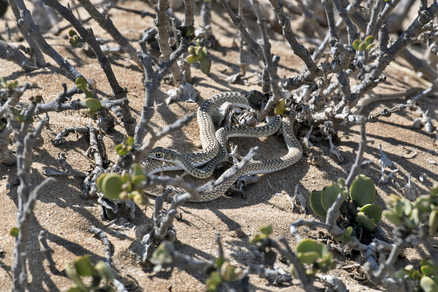 Namibian Sand Snake, Namib-Naukluft NP