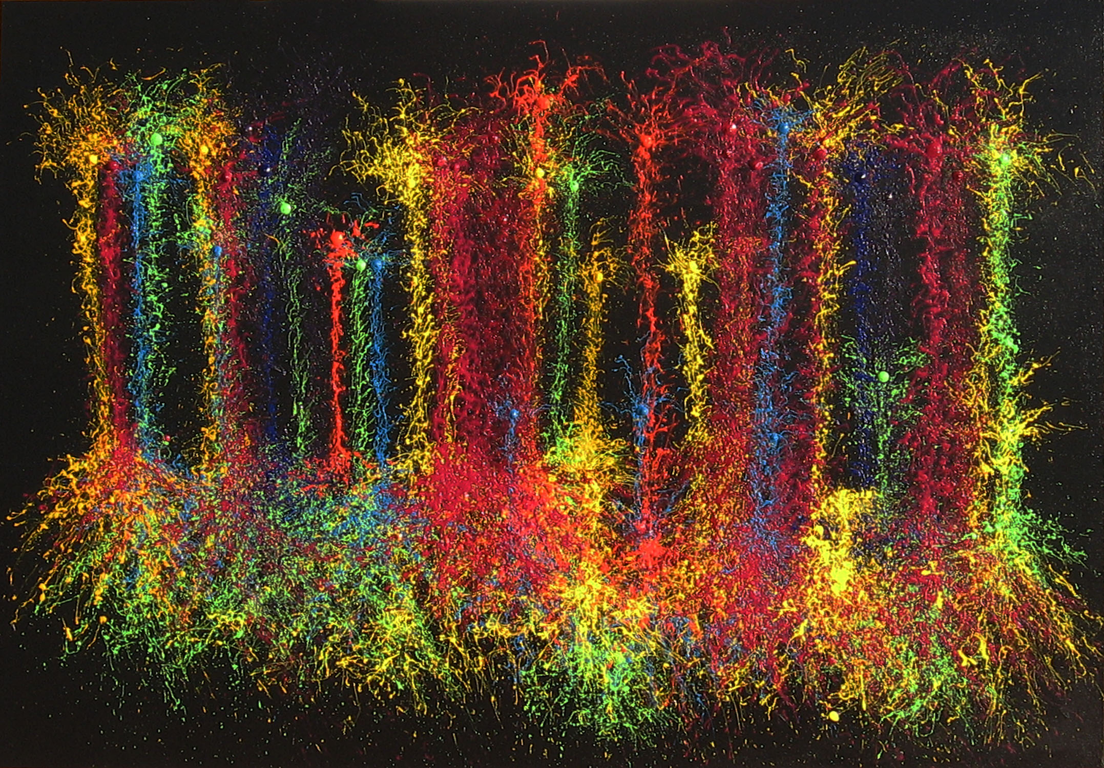 Piramidal Neurons by Microscope