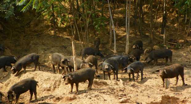 Onas scommette sul suino Nero di Calabria