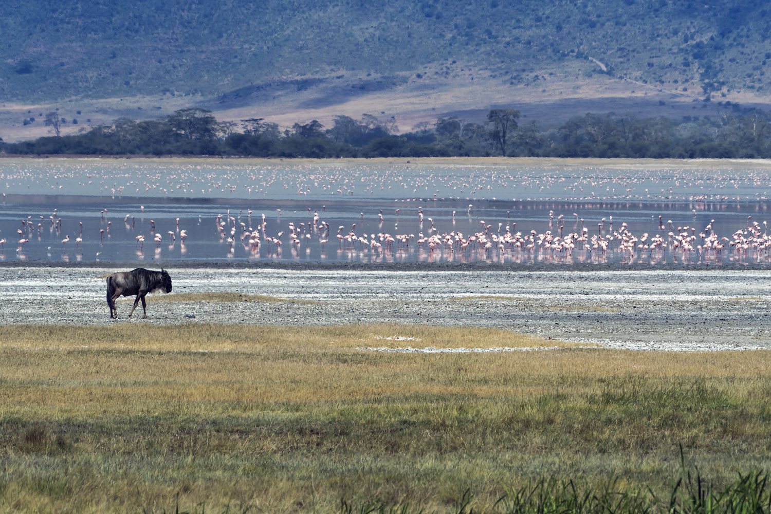 Wildebeest and Flamingos, Ngorongoro NP