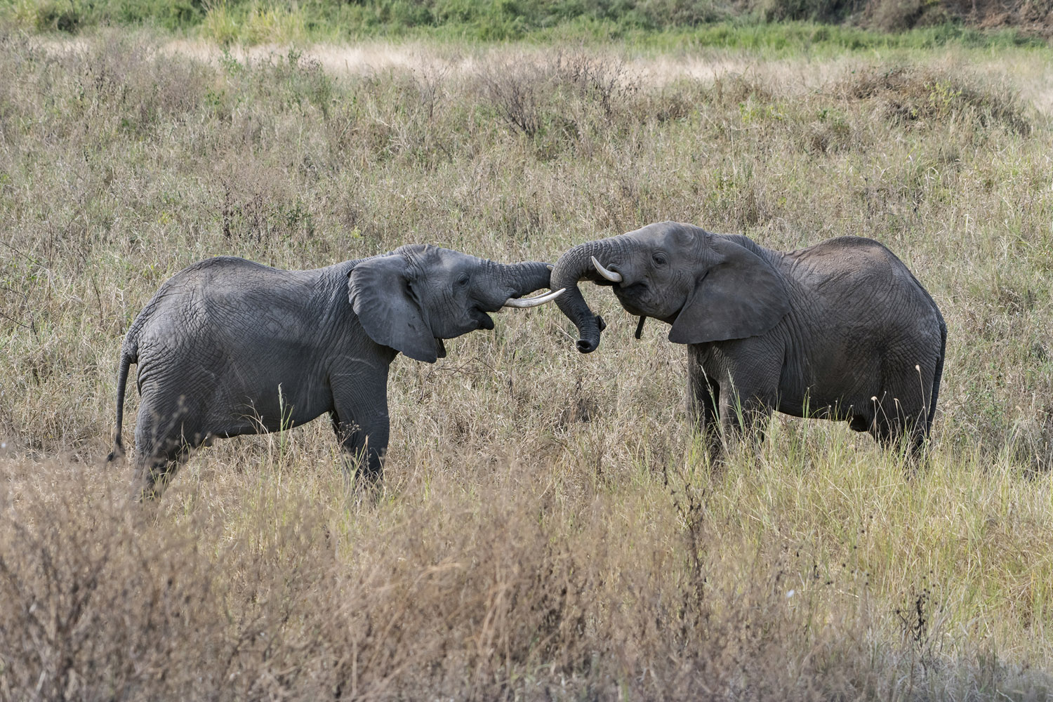 African elephants, Serengeti NP