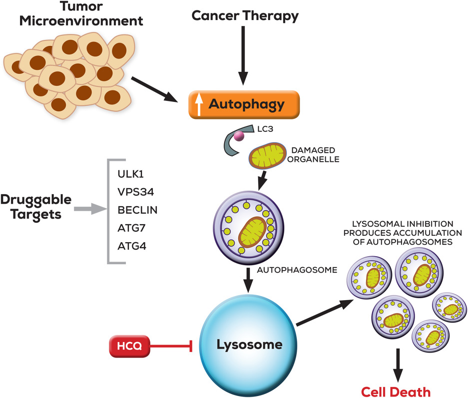 cncr31335-fig-0001-mjpg