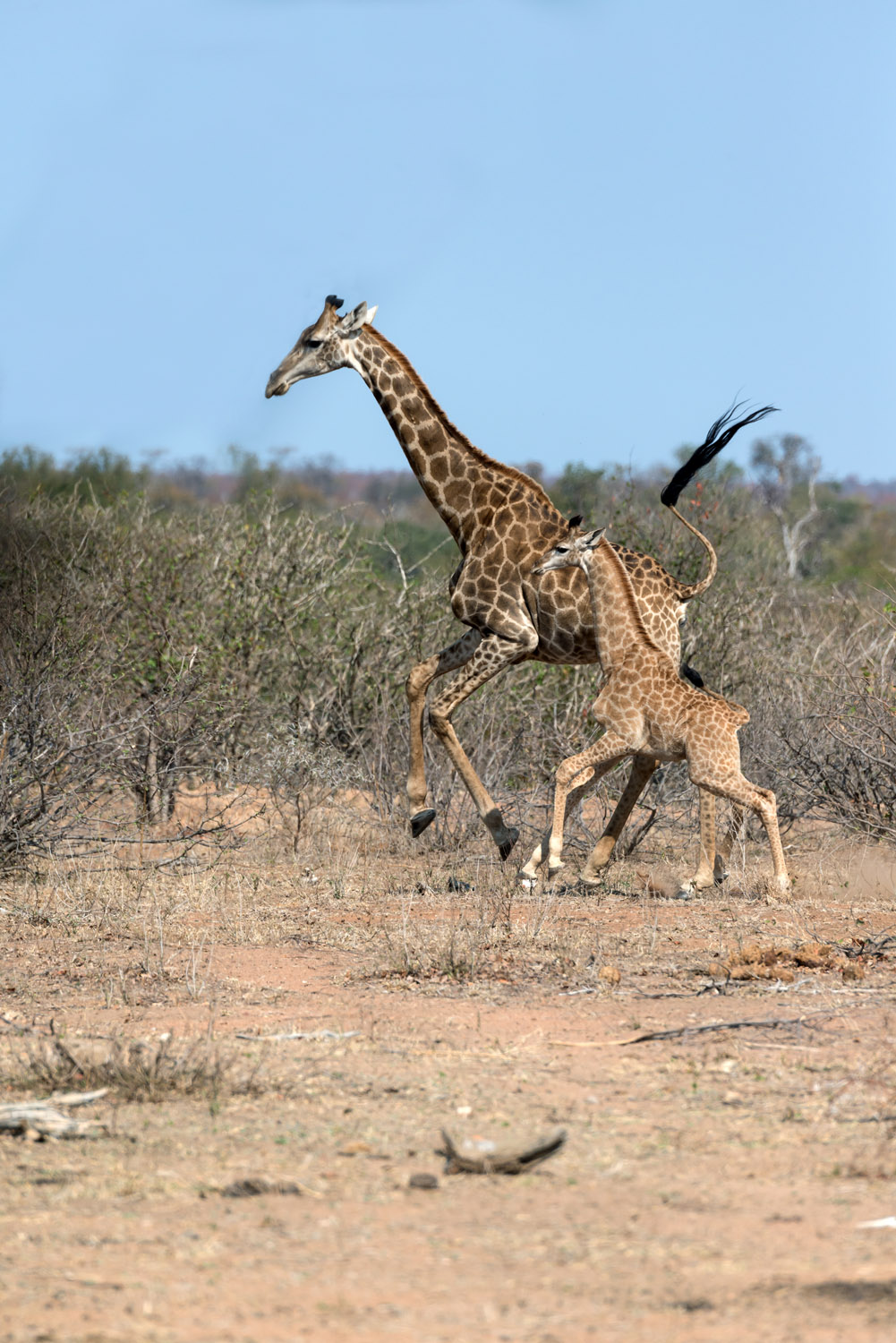 South African Giraffes, Kruger NP