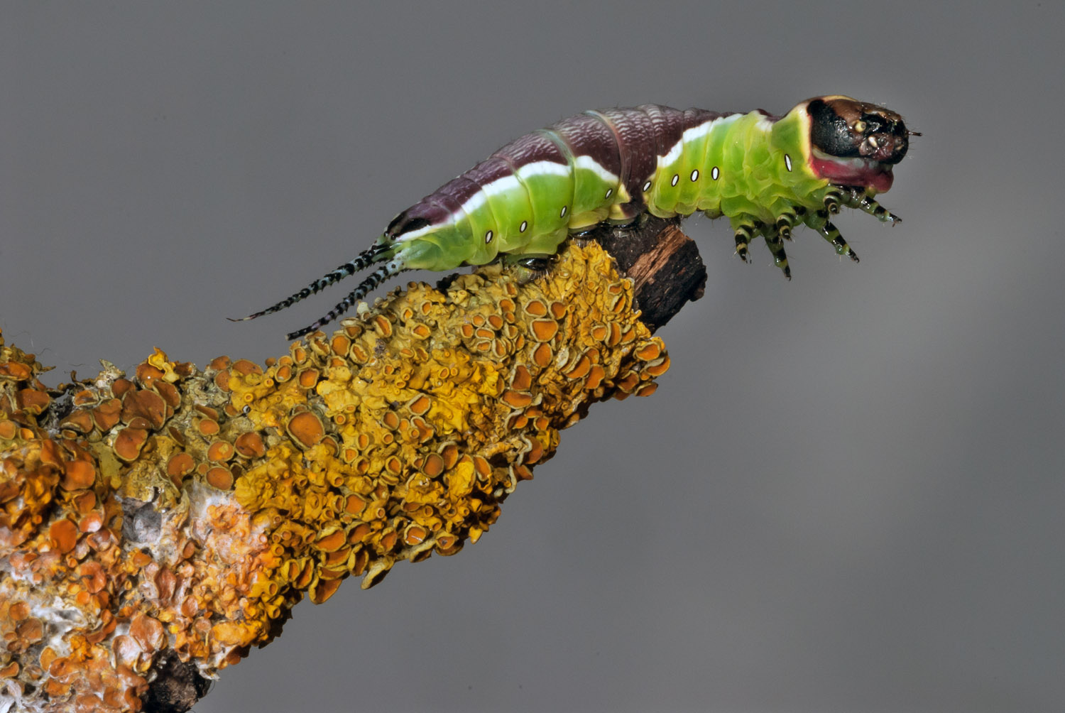 puss Moth caterpillar after the 4th ecdysis
