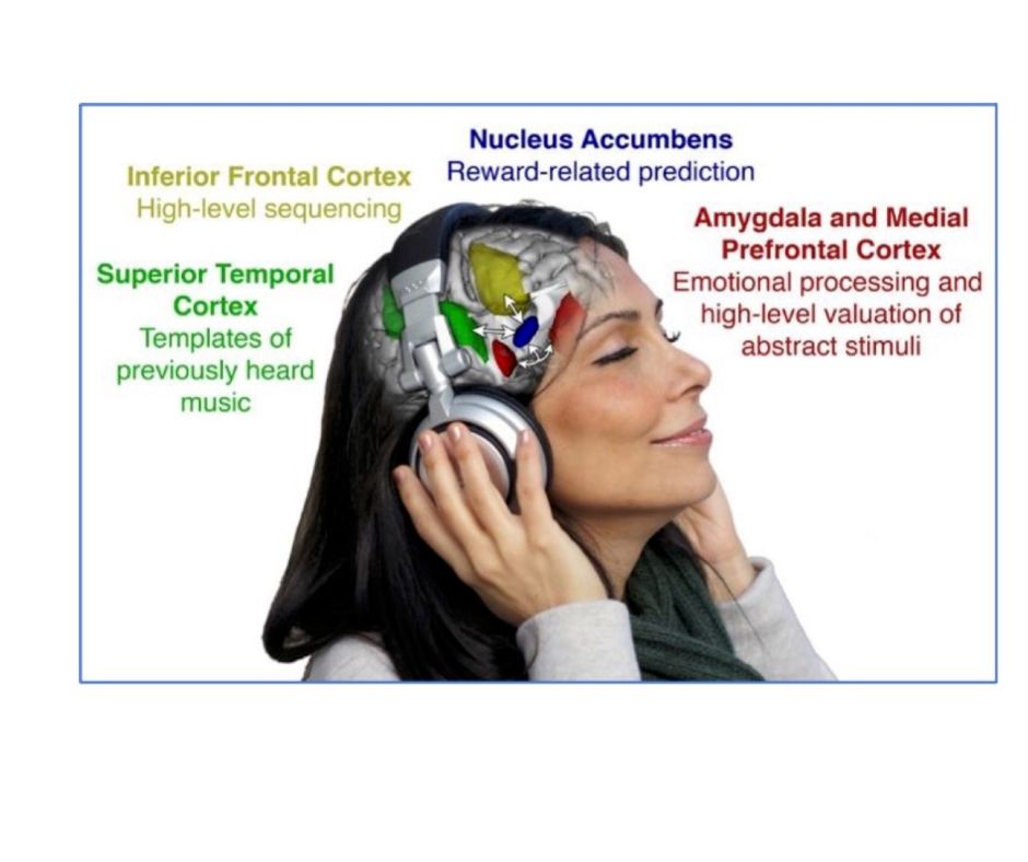 L'esperienza uditiva  è connessa ai circuiti del piacere, della cognizione e della memoria