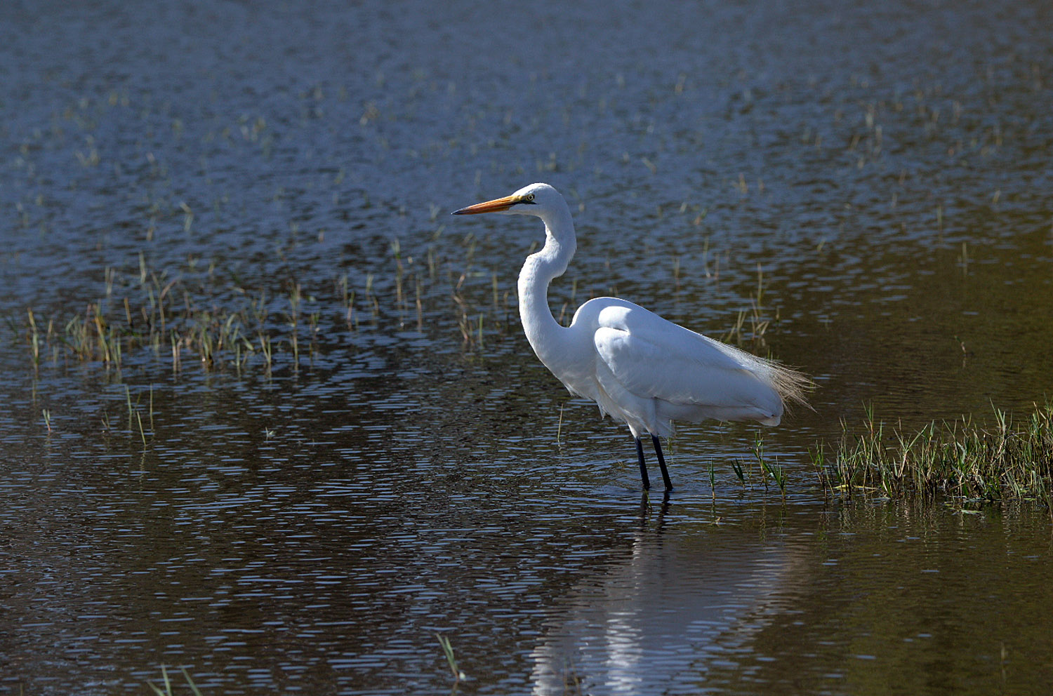 Great White Egret, lago Zway, lake Zway