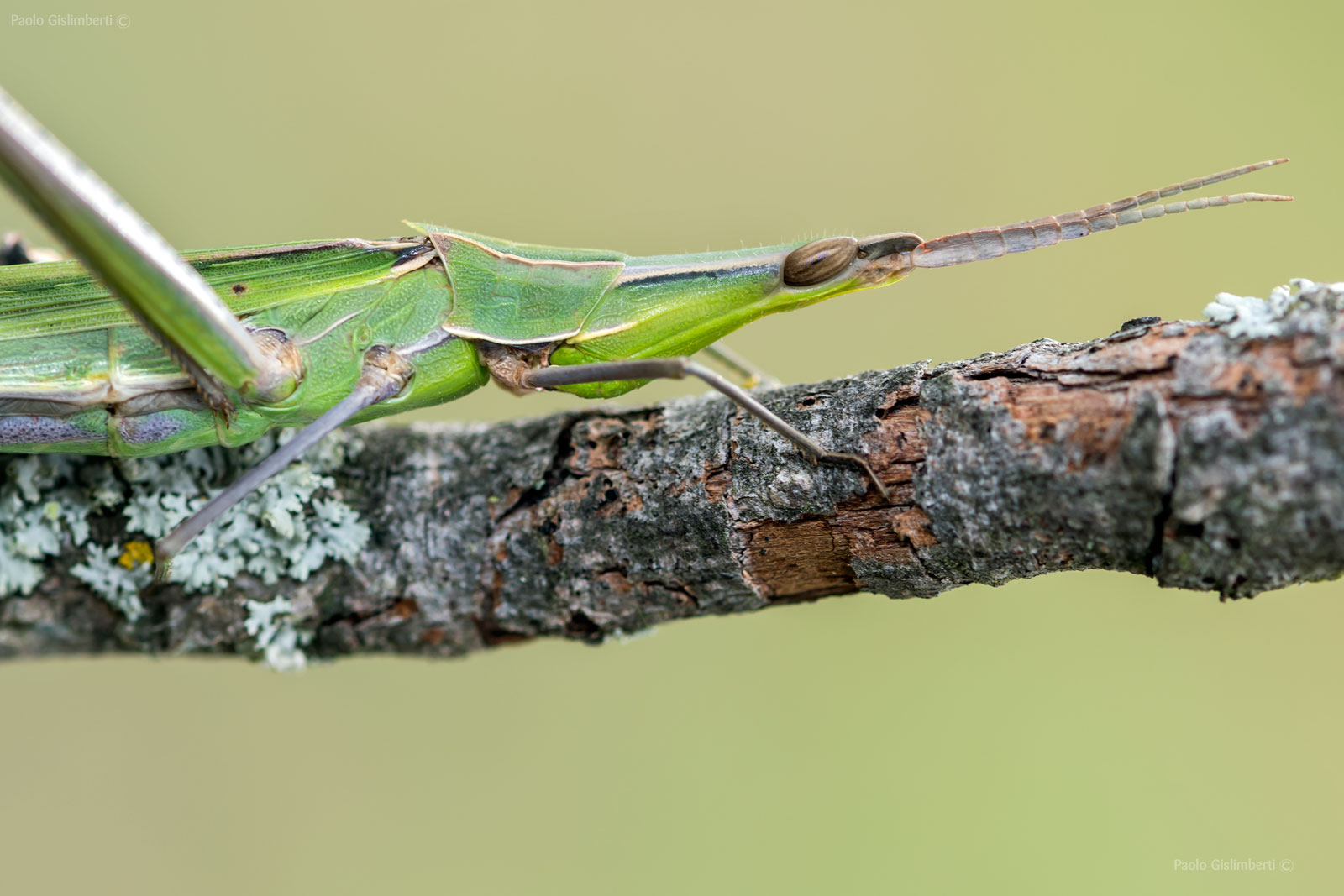 Acrida ungarica, Cone-headed Grasshopper