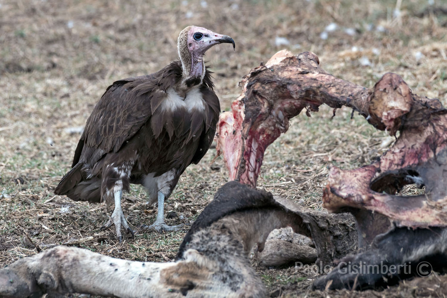 Hooded Vulture 