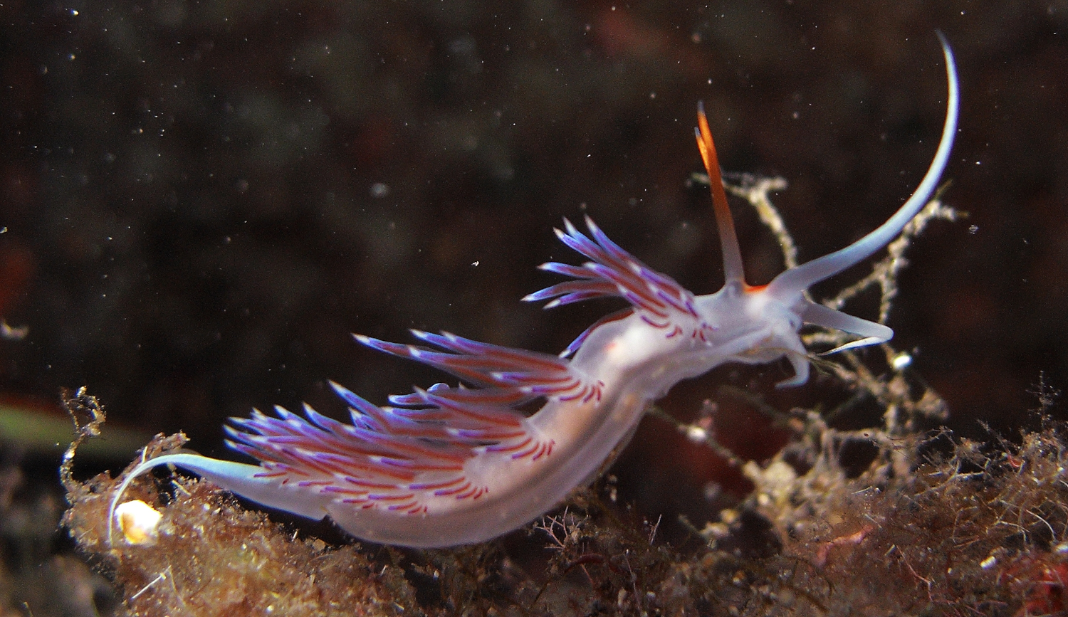 Mollusco nudibranco - Cratena peregrina
