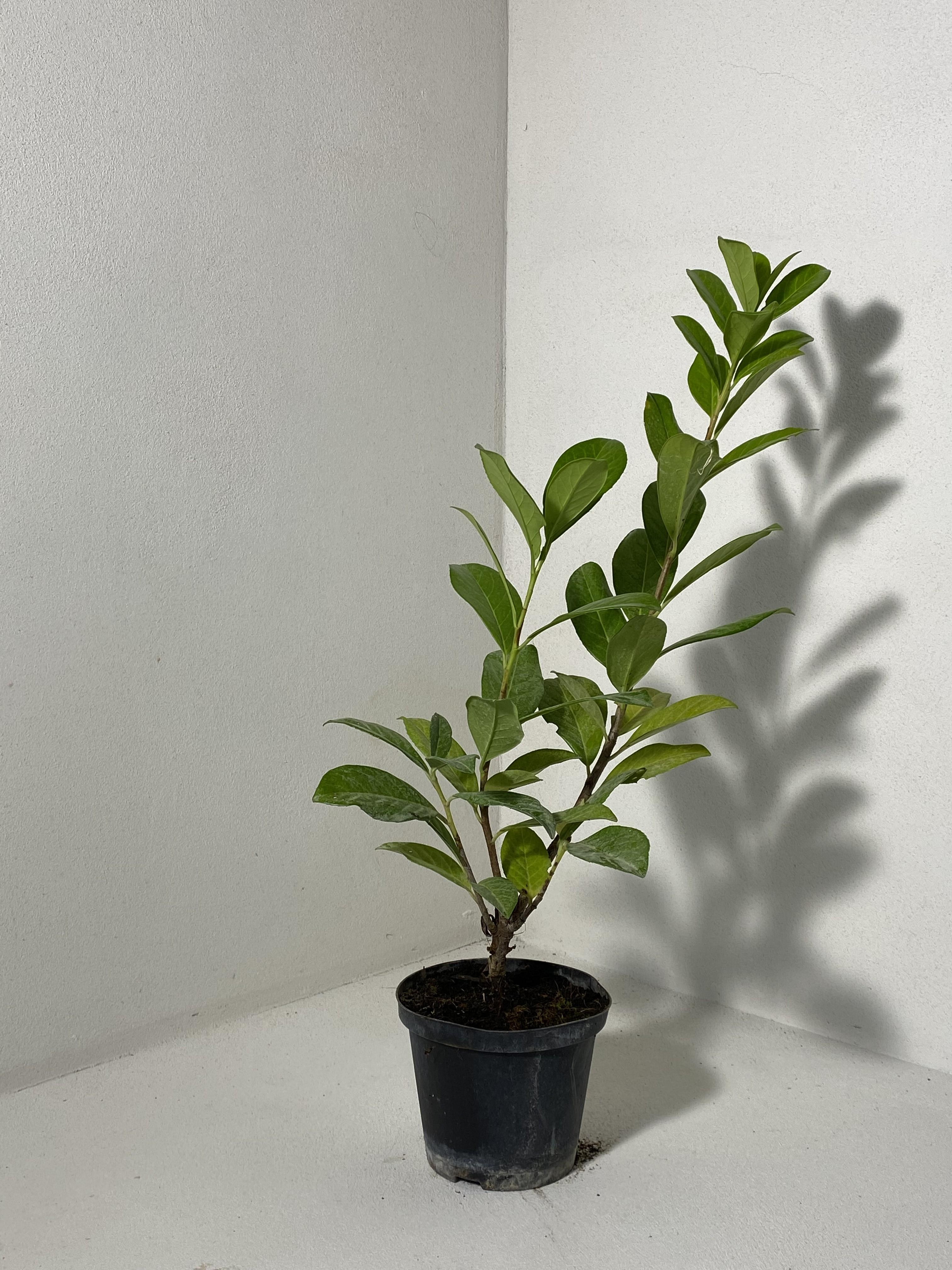 Prunus Laurocerasus (Lauroceraso) - (vaso 14 – h 40/70 cm)