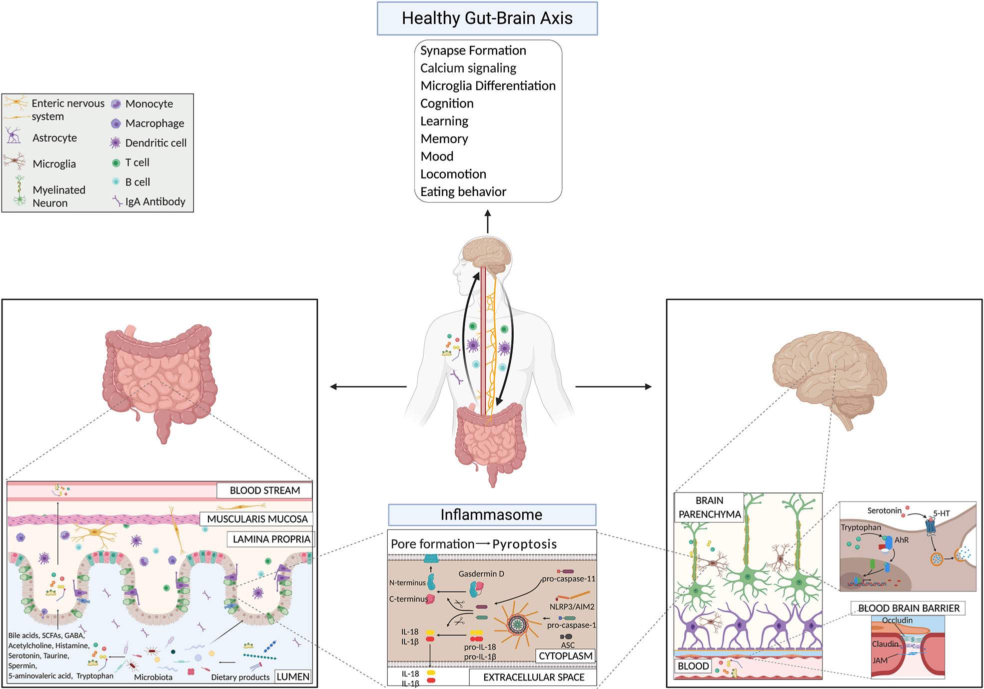 L'asse intestino-cervello: come il microbiota e l'inflammasoma ospite influenzano la fisiologia e la patologia del cervello