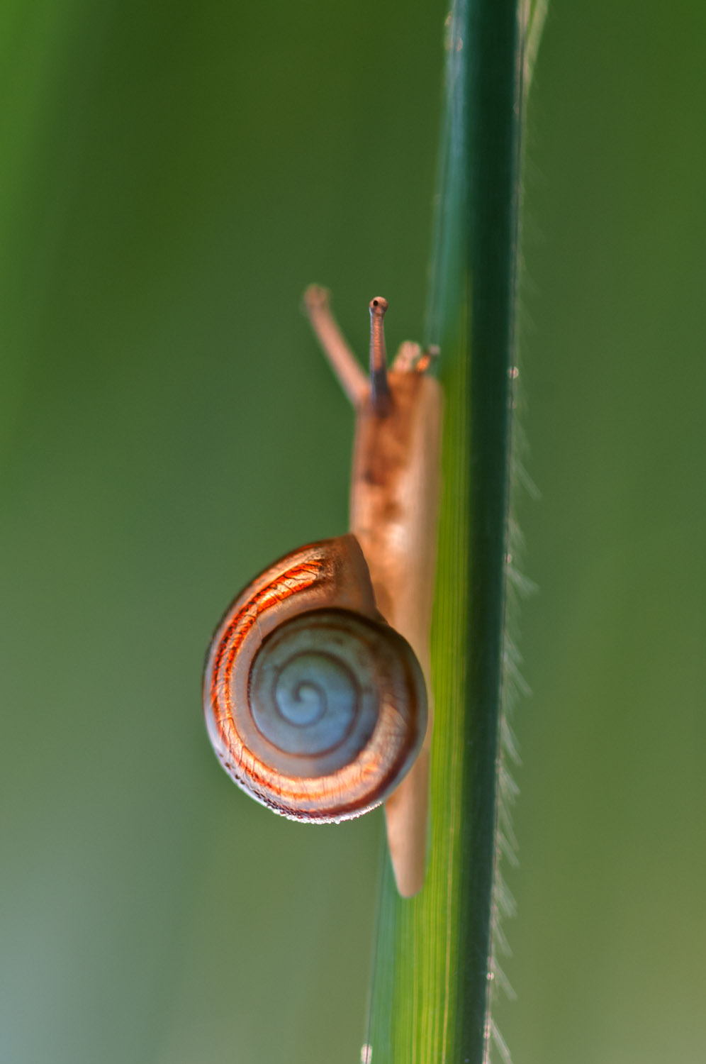 Grove Snail or Brown-lipped Snail, Oulx (To)