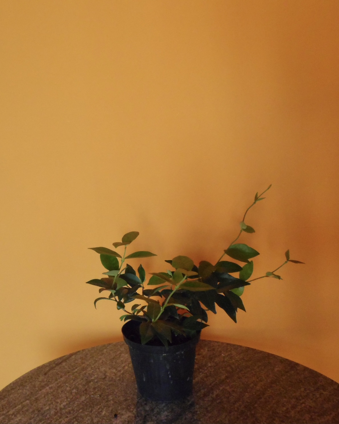 Rincospermum (Falso Gelsomino)