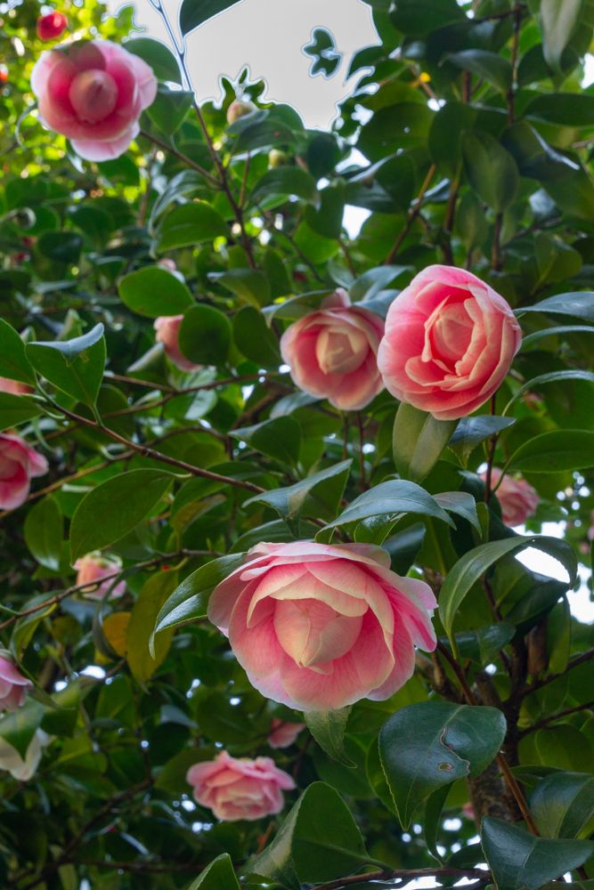 Camellia japonica spp. - Villa Anelli - Oggebbio VB