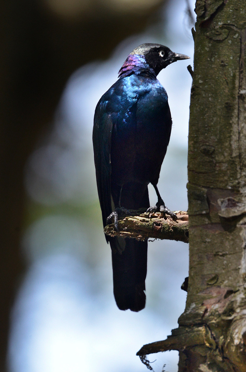 Greater Blue-eared Glossy-Starling, Lamprotornis chalybaes
