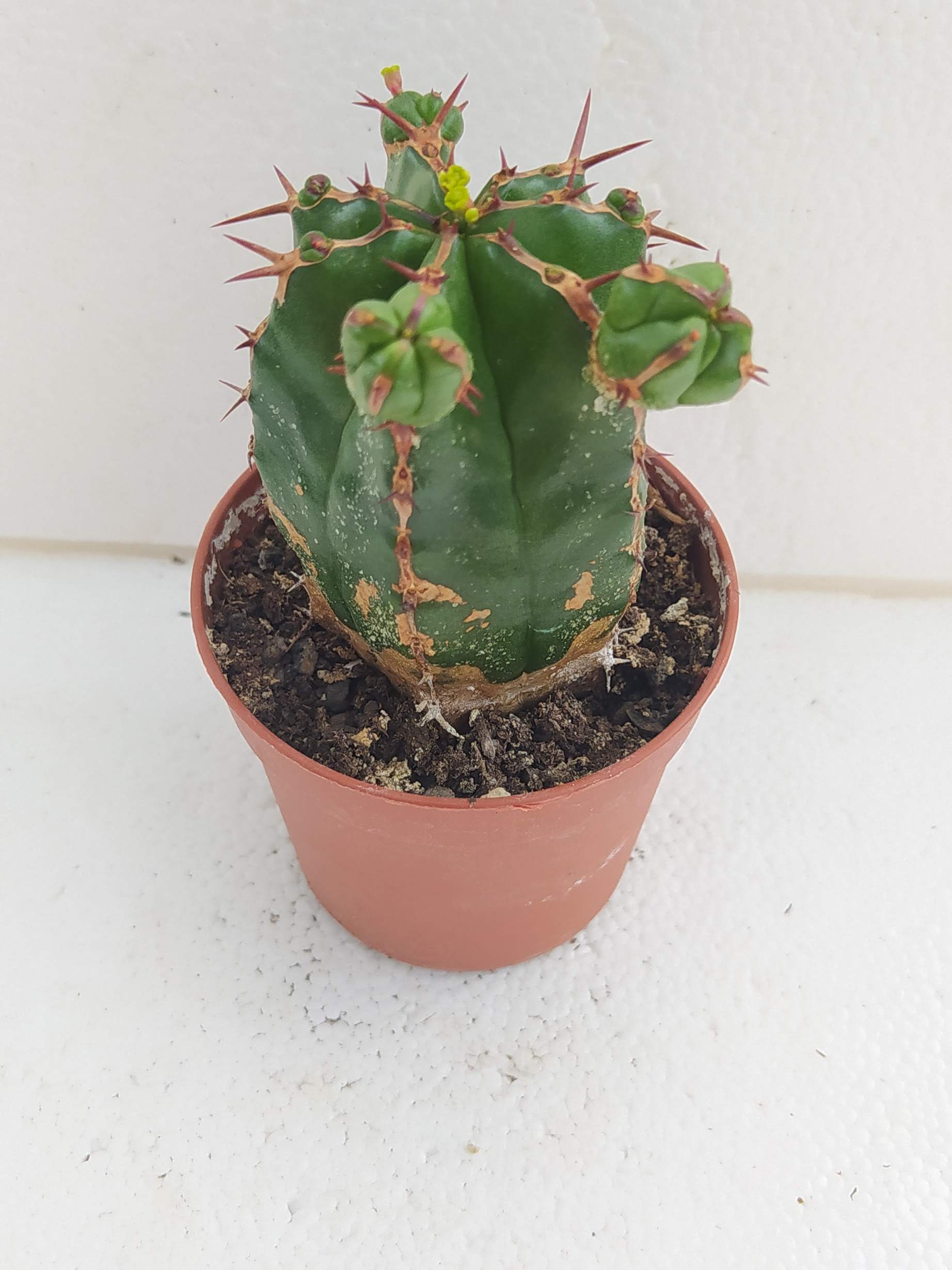 Euphorbia Handiensis