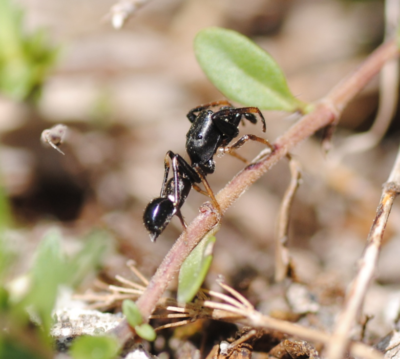 Leptorchestes con le zampe anteriori sollevate per imitare la forma delle antenne delle formiche