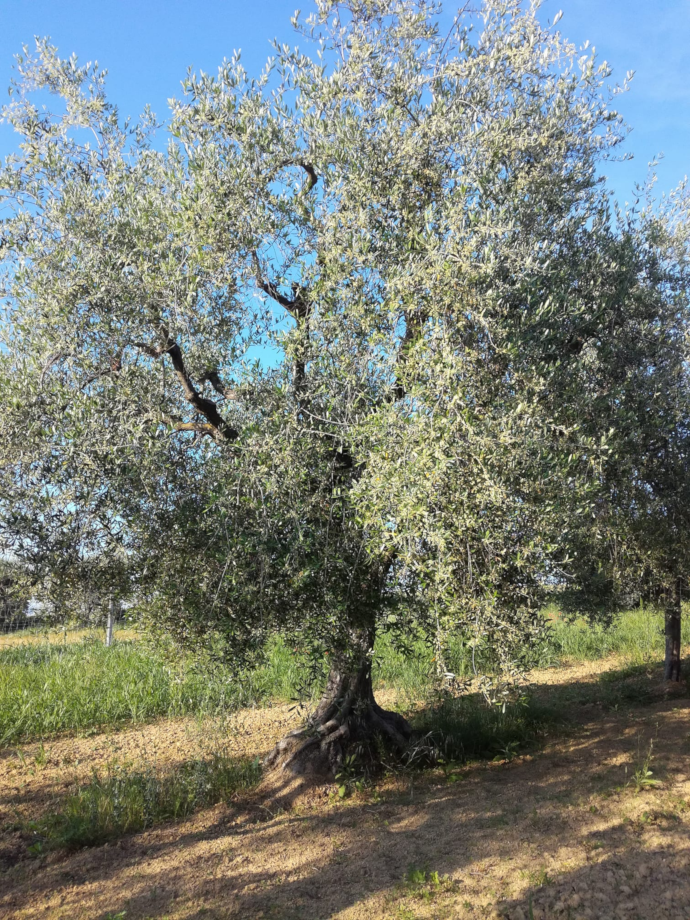 ulivo, varietà leccino, oliveto teramo
