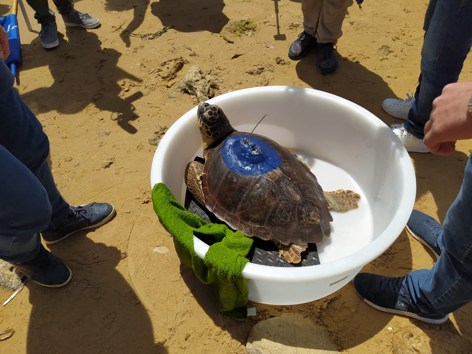 Marevivo a Agrigento, ripulita Punta bianca e liberata in mare una tartaruga "guarita"