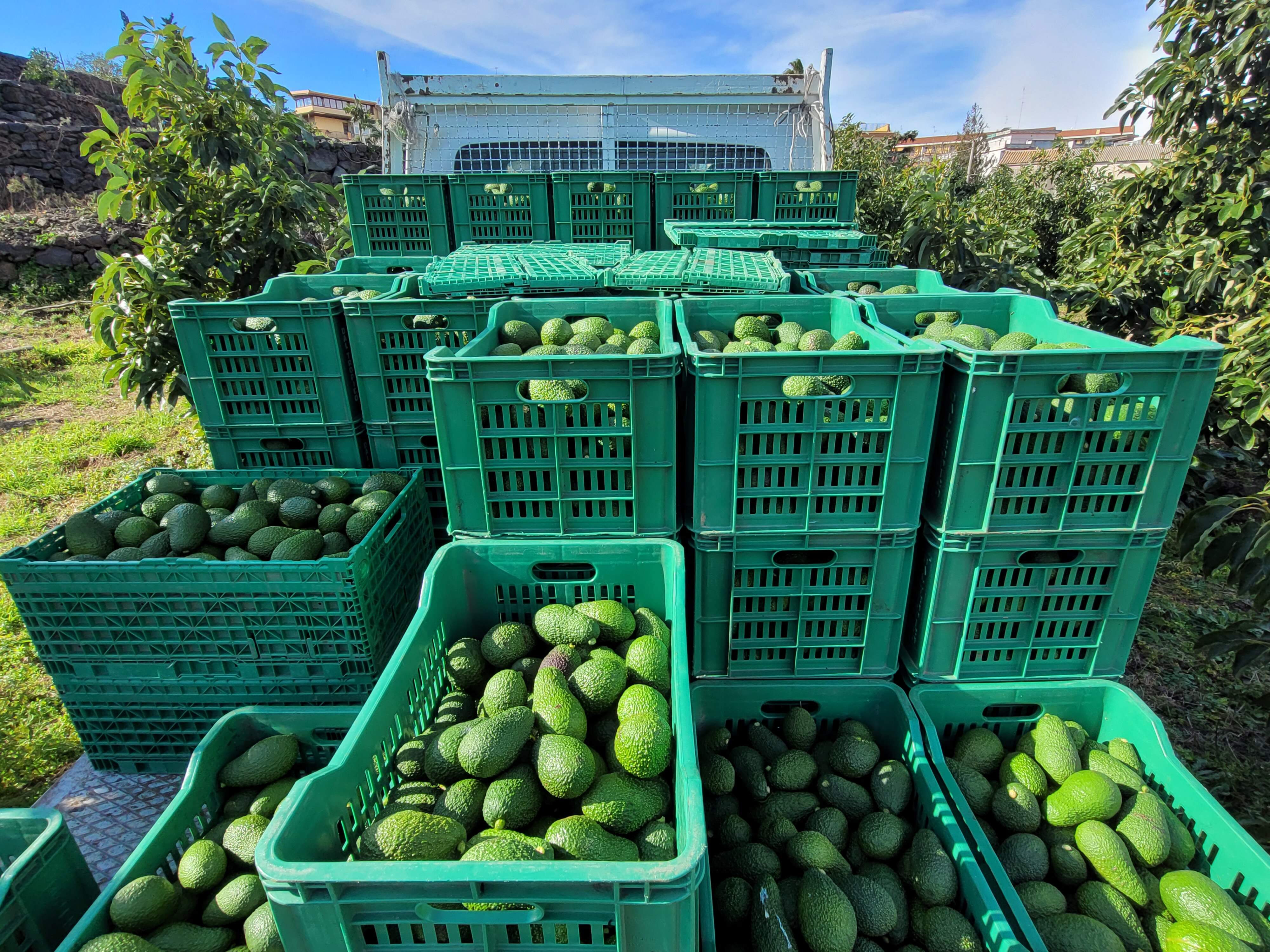 Box Avocado Fuerte - cassetta da 4 kg.