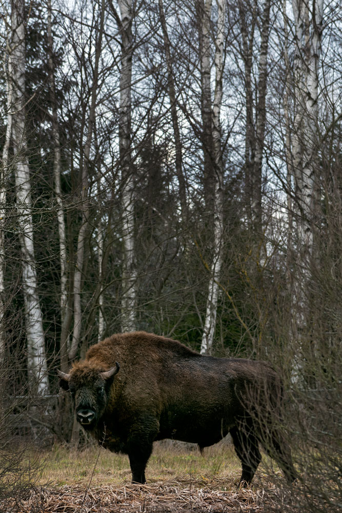 Bisonte (Bison bonasus)
