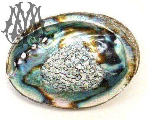 Shell Abalone naturale 9-13cm