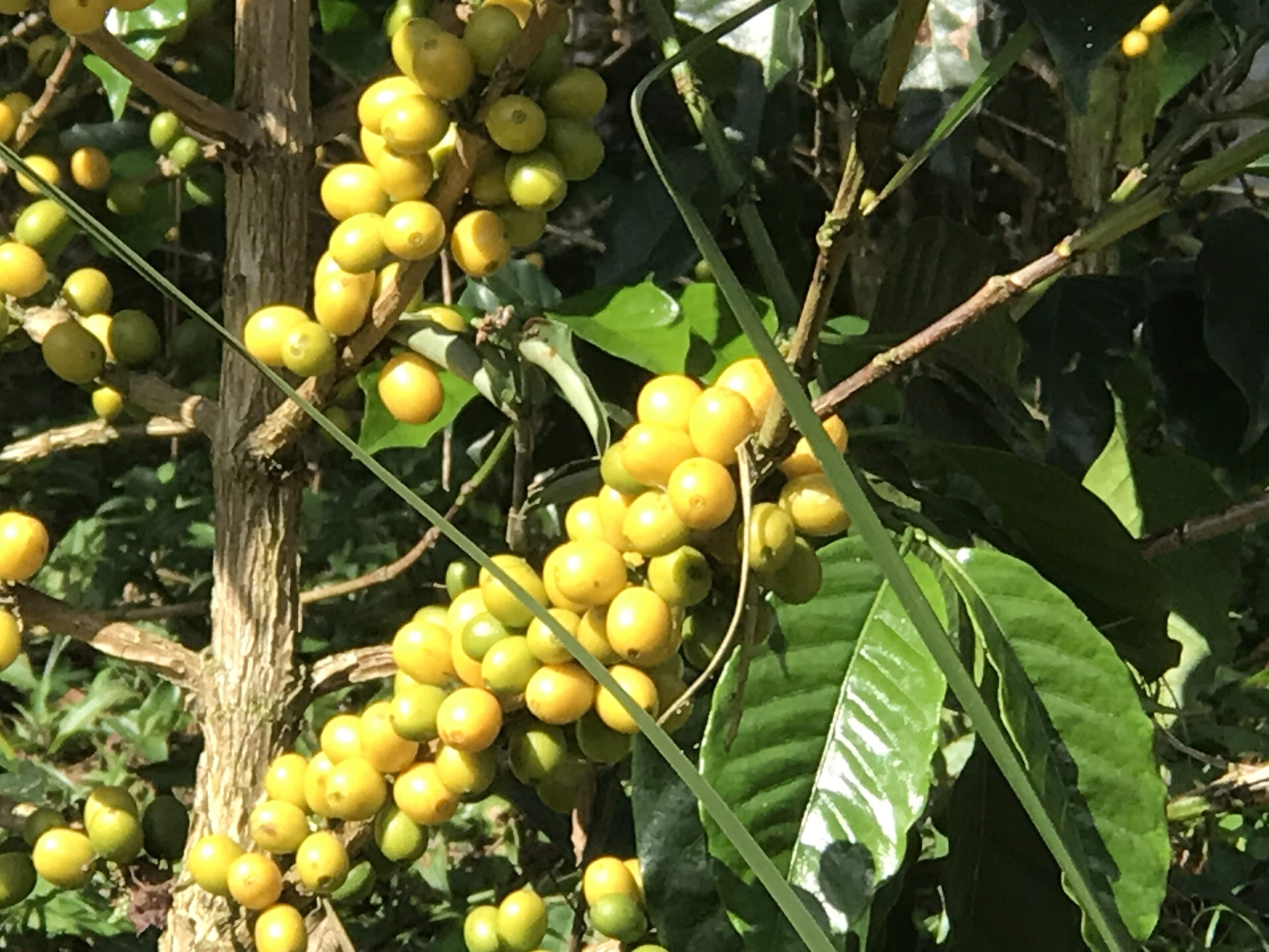 Peru La Chacra d'Dago Lot Armonia #2022   Slow Food Coffee Coalition