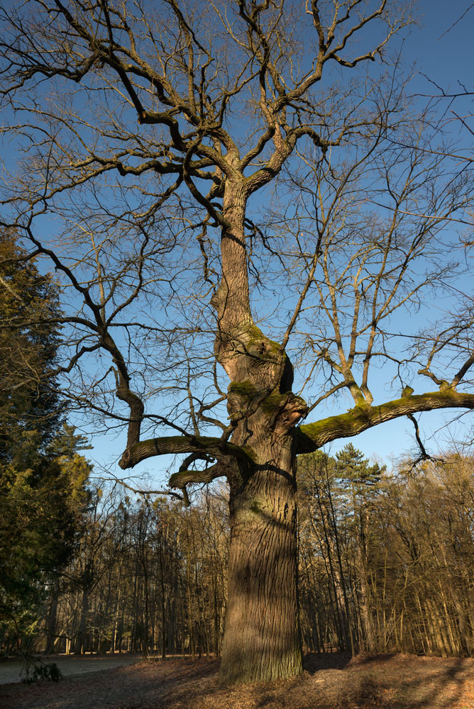 Quercia, Oak tree