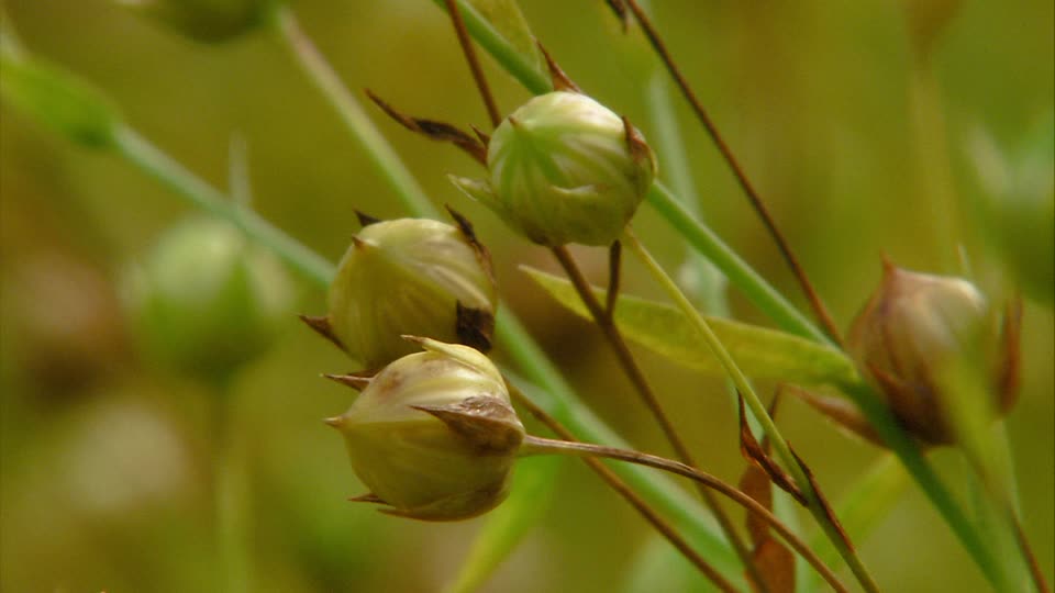 310840196-jardin-de-plantes-officinales-graine-de-lin-spreewald-bourgeonjpg