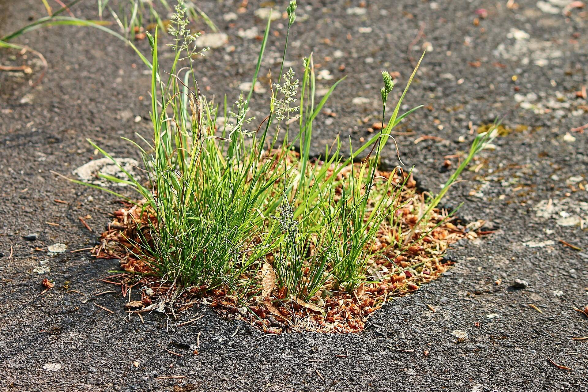 Risarcimento danni per caduta avvenuta in strada: quando paga l’ente gestore