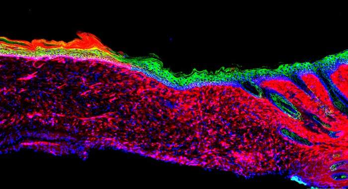 Rigenerazione cellulare nei nervi periferici e nel midollo spinale in animali da laboratorio esposti a un campo elettromagnetico pulsato