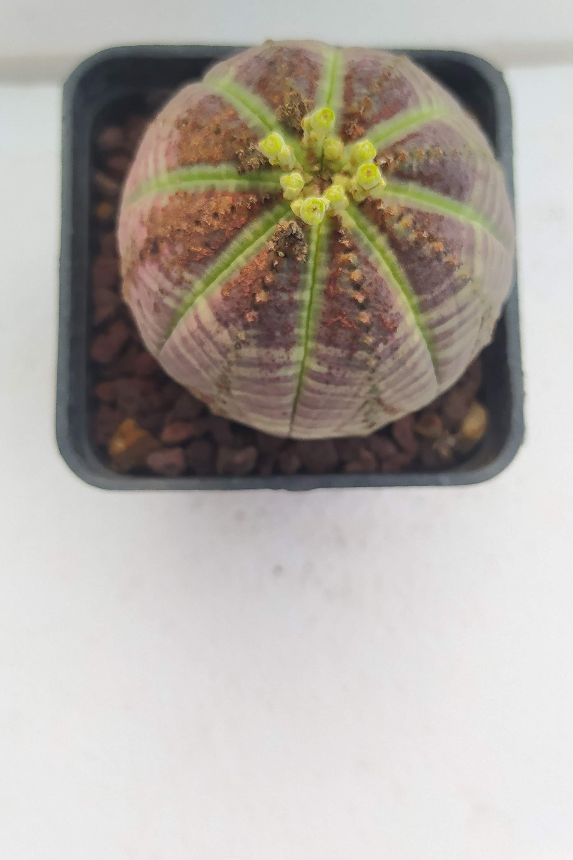 Euphorbia Obesa Symmetrica Rare Form