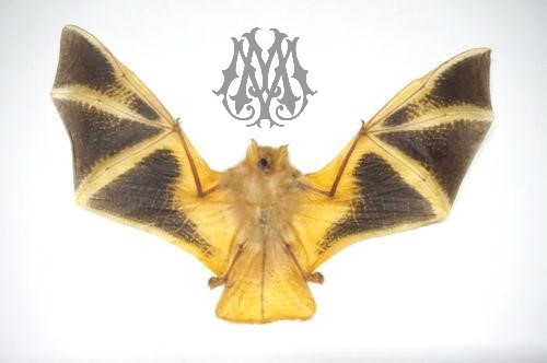 Pipistrello reale - Kerivoula picta (spread) - Vampiro