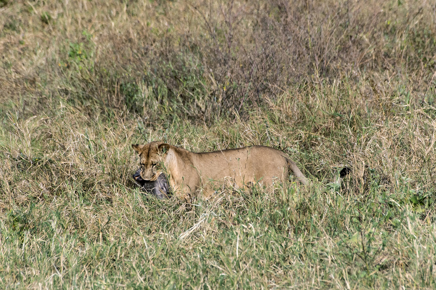 Lioness with prey, Serengeti NP