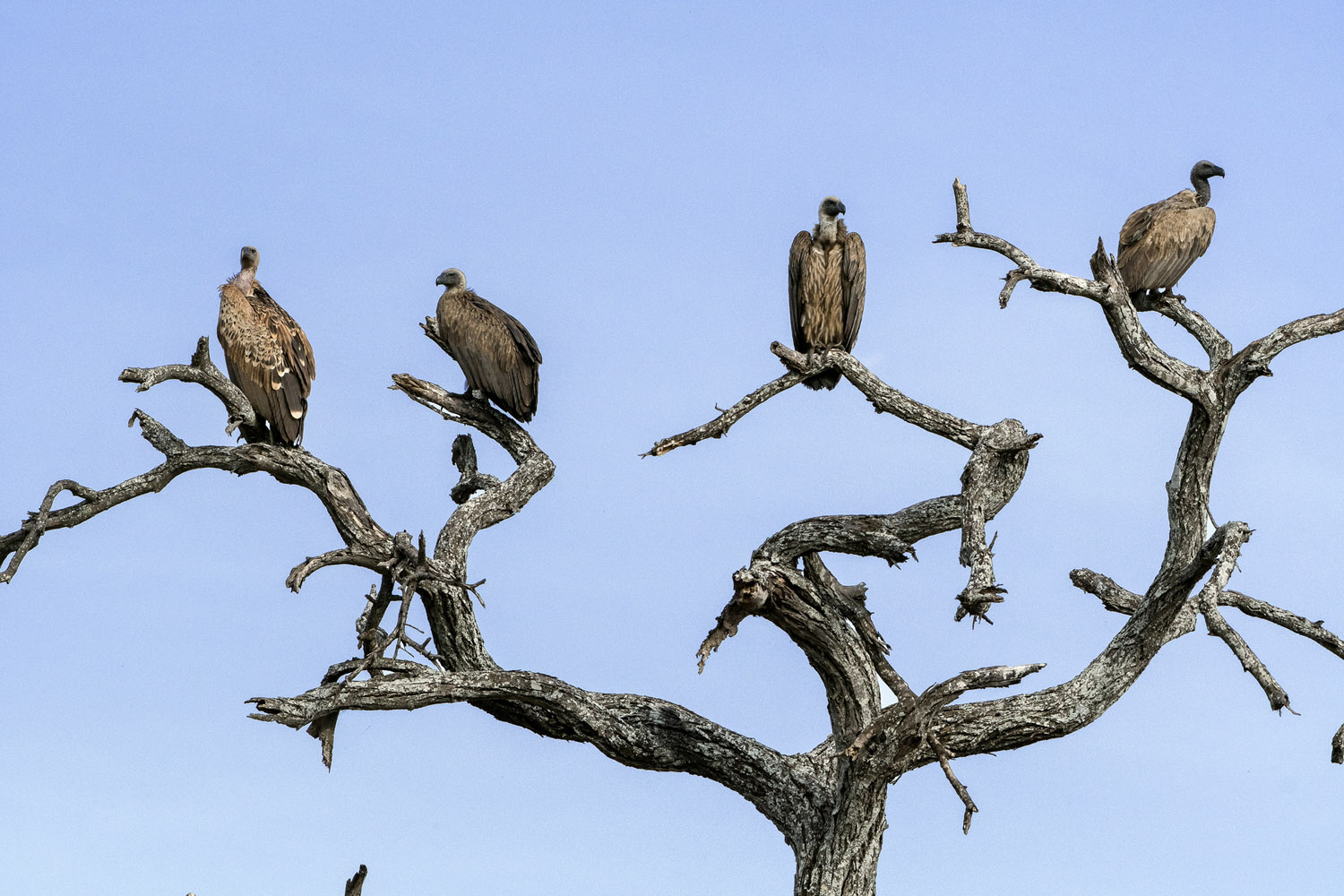 Ruppell's Vultures, Serengeti NP