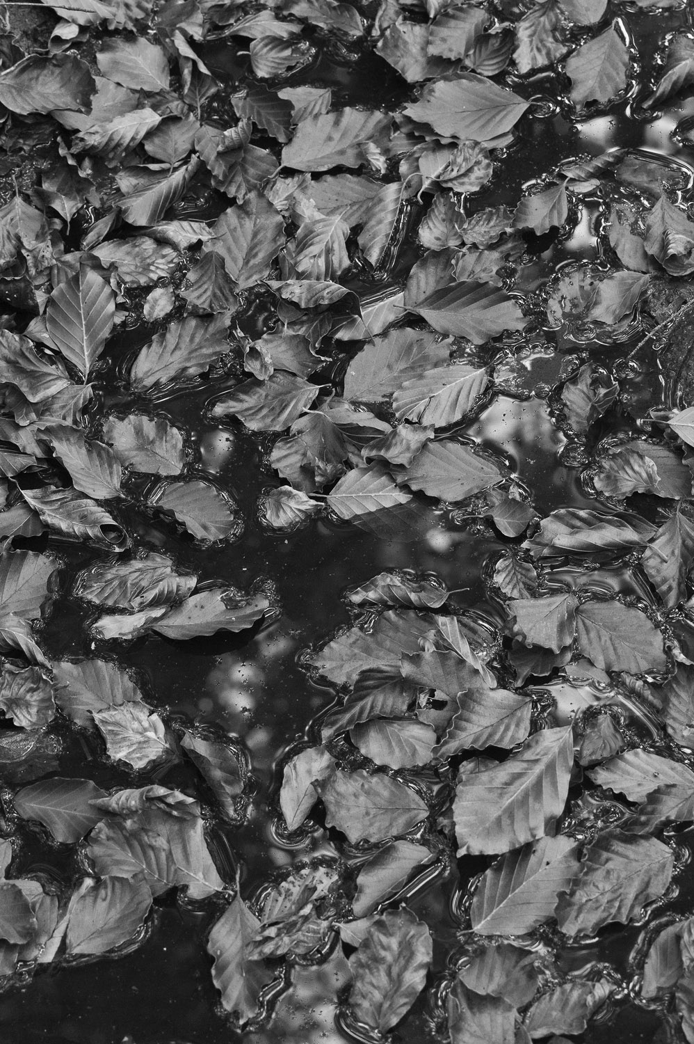 beech's leaves in the water