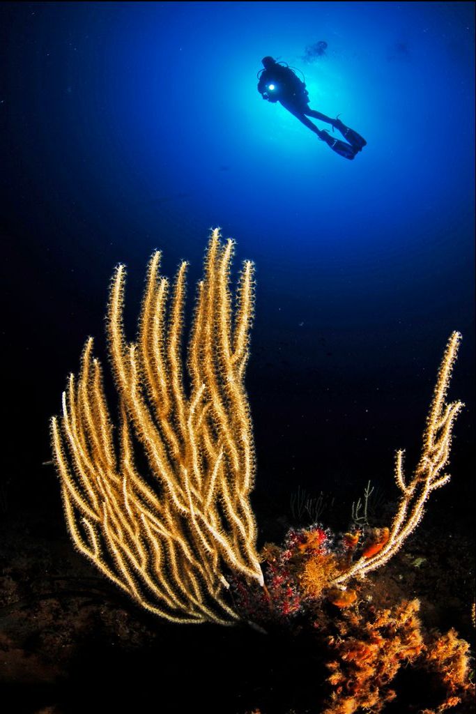 gorgonie coralli panarea basiluzzo eolosub