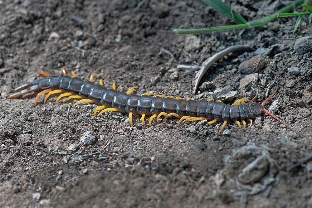 Mediterranean Banded Centipede